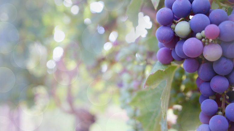 vignoble, raisin, Bouchard Père et Fils